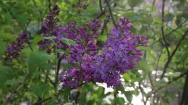 Güzel mor leylak çiçeği ağacı ilkbaharda şehir parkında çiçek açıyor. Seçili odak. Arka planı bulanıklaştırma.