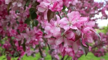 Parlak pembe çiçek elma ağacı ilkbaharda şehir parkında çiçek açıyor. Seçili odak. Arka planı bulanıklaştırma.