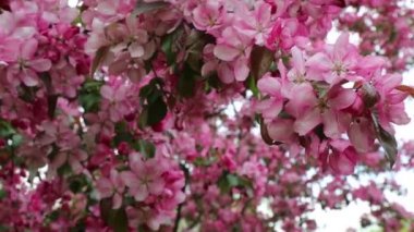 Parlak pembe çiçek elma ağacı ilkbaharda şehir parkında çiçek açıyor. Seçili odak. Arka planı bulanıklaştırma.