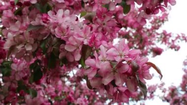 Parlak pembe çiçek elma ağacı ilkbaharda şehir parkında çiçek açıyor. Seçili odak. Arka planı bulanıklaştırma.