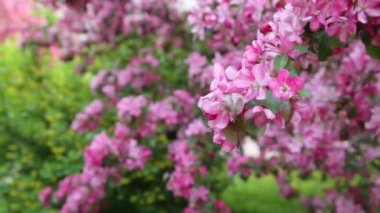 Parlak pembe çiçek elma ağacı ilkbaharda şehir parkında çiçek açıyor. Seçili odak. Arka planı bulanıklaştırma.
