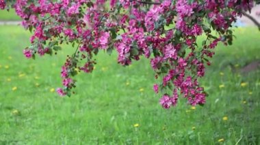 Parlak pembe çiçek elma ağacı ilkbaharda şehir parkında çiçek açıyor. Seçili odak. Arka planı bulanıklaştırma.