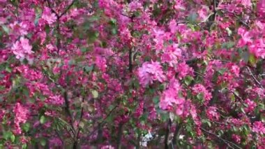 Parlak pembe çiçek elma ağacı ilkbaharda şehir parkında çiçek açıyor. Seçili odak. Arka planı bulanıklaştırma.