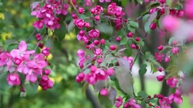 Parlak pembe çiçek elma ağacı ilkbaharda şehir parkında çiçek açıyor. Seçili odak. Arka planı bulanıklaştırma.