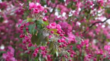 Parlak pembe çiçek elma ağacı ilkbaharda şehir parkında çiçek açıyor. Seçili odak. Arka planı bulanıklaştırma.