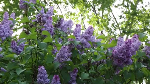 Hermoso Árbol Flores Lila Púrpura Está Floreciendo Parque Ciudad Primavera — Vídeo de stock