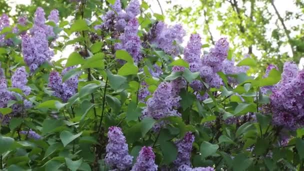 Весной Городском Парке Расцветает Красивое Фиолетовое Лиловое Дерево Выбранный Фокус — стоковое видео