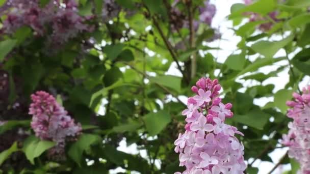 美丽的紫色丁香花树在春天在城市公园里绽放 所选焦点 模糊背景 — 图库视频影像