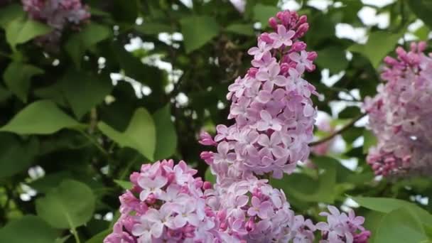美丽的紫色丁香花树在春天在城市公园里绽放 所选焦点 模糊背景 — 图库视频影像