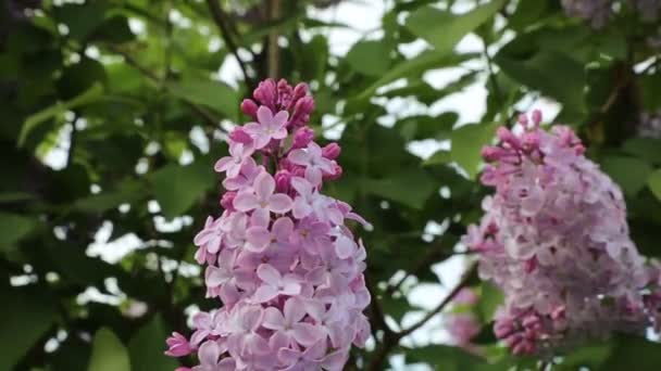 Mooie Paarse Lila Bloesem Boom Bloeit Het Stadspark Lente Geselecteerde — Stockvideo