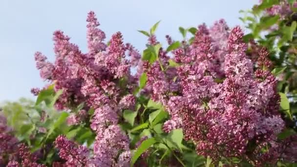 Beautiful Purple Lilac Blossom Tree Blooming City Park Springtime Selected — Stock Video