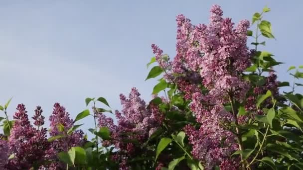 Bellissimo Albero Fiori Lilla Viola Sta Fiorendo Nel Parco Della — Video Stock