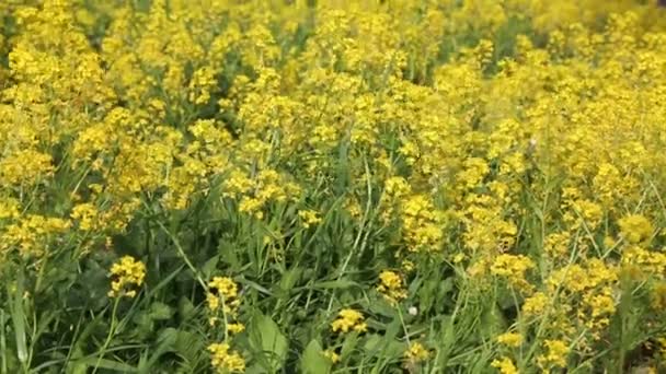 Όμορφα Μικρά Κίτρινα Λουλούδια Ανθίζουν Στο Γήπεδο Επιλεγμένη Εστίαση Θόλωμα — Αρχείο Βίντεο
