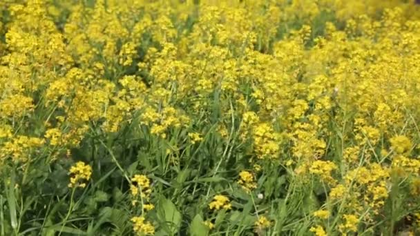 Mooie Kleine Gele Bloemen Bloeit Het Veld Geselecteerde Focus Achtergrond — Stockvideo