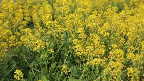 Pretty Small Yellow Flowers Blooming Field Selected Focus Blur Background — Stock Video