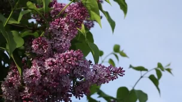 봄에는 공원에서 아름다운 보라색 라일락 나무가 있습니다 선택한 초점입니다 — 비디오
