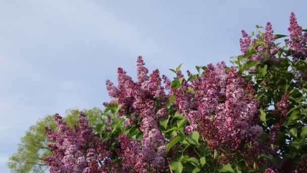 Beautiful Purple Lilac Blossom Tree Blooming City Park Springtime Selected — Stock Video