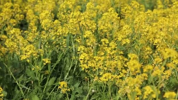 Ganska Små Gula Blommor Blommar Fältet Valda Fokus Oskärpa Bakgrund — Stockvideo