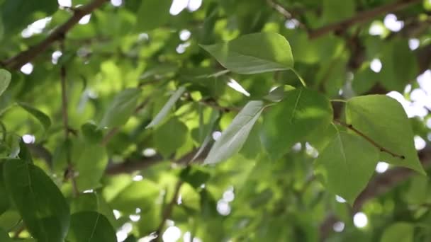 Groene Bladeren Zwaaien Bomen Lente Geselecteerde Focus Achtergrond Vervagen — Stockvideo