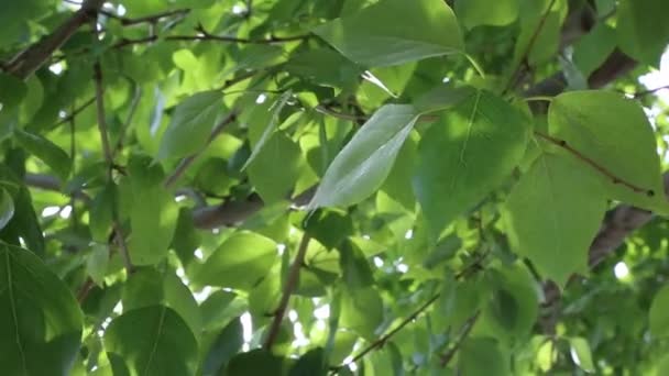 Groene Bladeren Zwaaien Bomen Lente Geselecteerde Focus Achtergrond Vervagen — Stockvideo