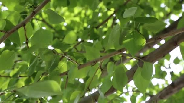 Зелене Листя Махає Деревах Навесні Вибраний Фокус Розмитий Фон — стокове відео