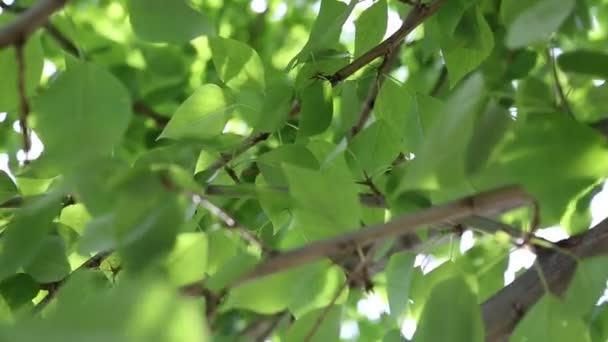 Gröna Löv Viftar Träden Vid Springtime Valda Fokus Oskärpa Bakgrund — Stockvideo