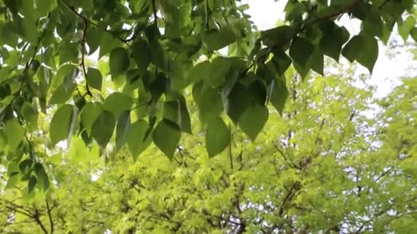 Зелене Листя Махає Деревах Навесні Вибраний Фокус Розмитий Фон — стокове відео