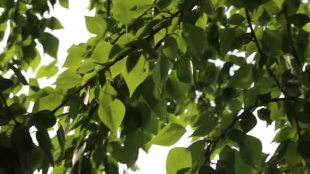 春になると美しい緑の葉が木々に手を振っている 選択したフォーカス ぼかしの背景 — ストック動画