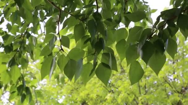 Krásné Zelené Listy Jaře Mávají Stromech Vybrané Zaměření Rozostření Pozadí — Stock video