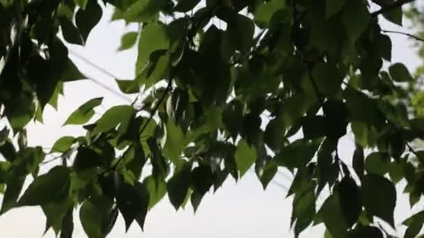 Hojas Verdes Encantadoras Saludan Los Árboles Primavera Enfoque Seleccionado Fondo — Vídeo de stock