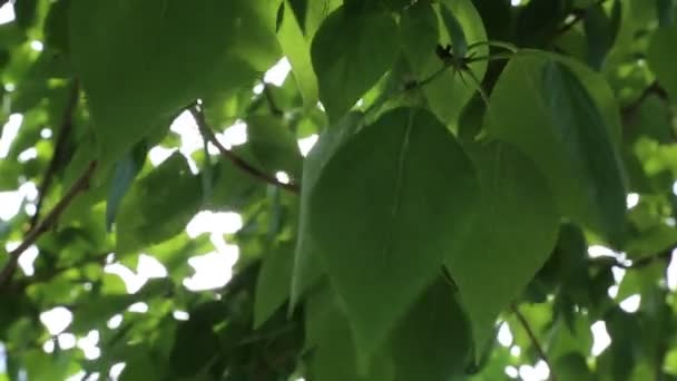Прекрасне Зелене Листя Махає Деревах Навесні Вибраний Фокус Розмитий Фон — стокове відео