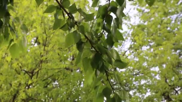 Lovely Green Leaves Waving Trees Springtime Selected Focus Blur Background — Stock Video