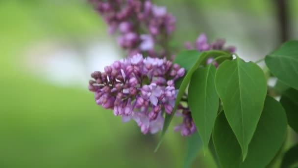 美丽的紫色丁香花树在春天在城市公园里绽放 所选焦点 模糊背景 — 图库视频影像