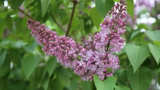 Красиве Фіолетове Бузкове Цвітіння Дерево Цвіте Міському Парку Навесні Вибраний — стокове відео