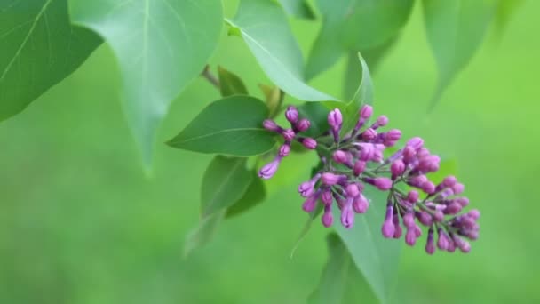 Gyönyörű Lila Lila Virág Virágzó Városi Parkban Tavasszal Kijelölt Fókusz — Stock videók