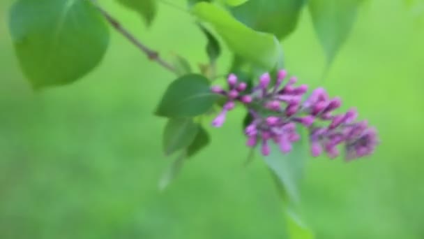 Mooie Paarse Lila Bloesem Boom Bloeit Het Stadspark Lente Geselecteerde — Stockvideo