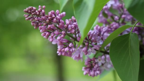 Mooie Paarse Lila Bloesem Boom Bloeit Het Stadspark Lente Geselecteerde — Stockvideo