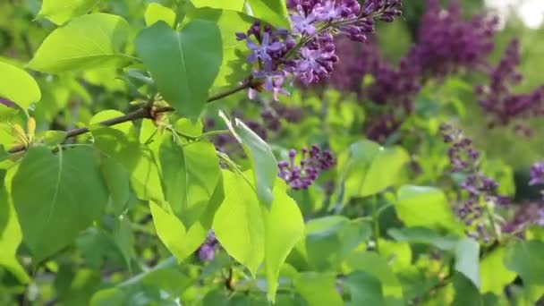 Hermoso Árbol Flores Lila Púrpura Está Floreciendo Parque Ciudad Primavera — Vídeos de Stock