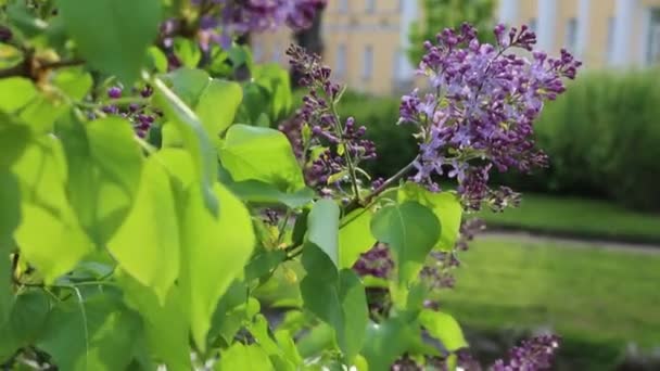 Der Schöne Lila Fliederblütenbaum Blüht Stadtpark Zur Frühlingszeit Ausgewählter Schwerpunkt — Stockvideo