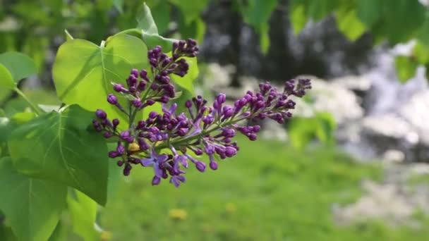 美丽的紫色丁香花树在春天在城市公园里绽放 所选焦点 模糊背景 — 图库视频影像