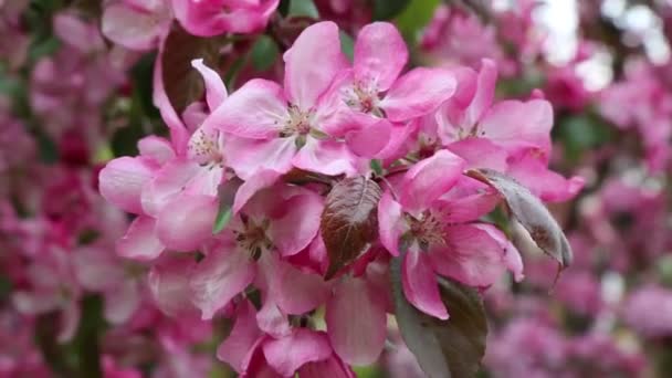 明亮的粉红色花苹果树在城市公园里绽放 所选焦点 模糊背景 — 图库视频影像