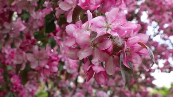 Stadtpark Blüht Zur Frühlingszeit Ein Leuchtend Rosa Blühender Apfelbaum Ausgewählter — Stockvideo