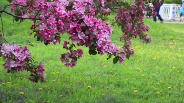 明亮的粉红色花苹果树在城市公园里绽放 所选焦点 模糊背景 — 图库视频影像