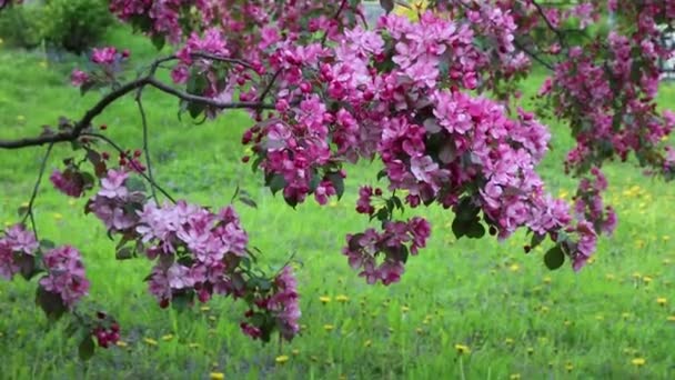 Весной Городском Парке Цветут Ярко Розовые Яблони Выбранный Фокус Фон — стоковое видео