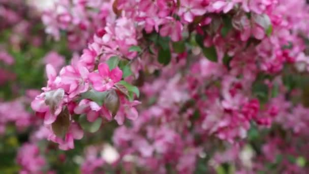 Manzano Flor Rosa Brillante Está Floreciendo Parque Ciudad Primavera Enfoque — Vídeo de stock