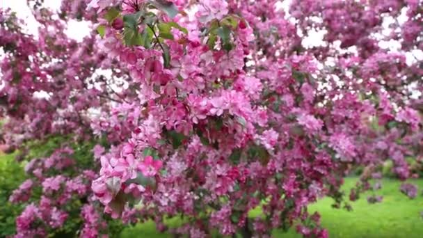 Helder Roze Bloesem Appelboom Bloeit Het Stadspark Lente Geselecteerde Focus — Stockvideo