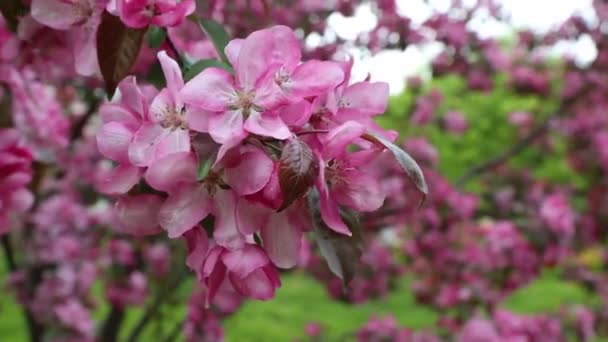 Manzano Flor Rosa Brillante Está Floreciendo Parque Ciudad Primavera Enfoque — Vídeos de Stock