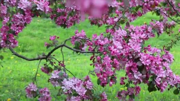 Flor Rosa Brilhante Macieira Está Florescendo Parque Cidade Primavera Foco — Vídeo de Stock