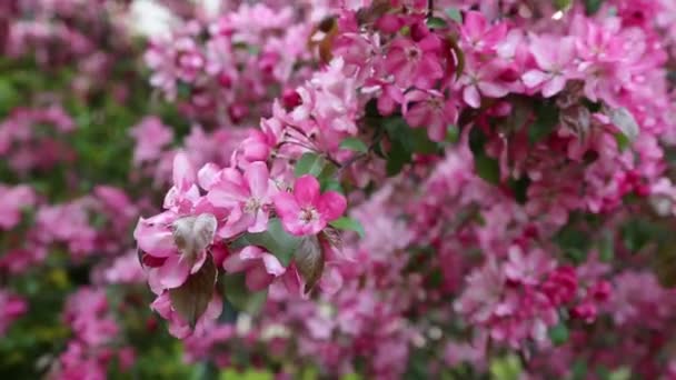 Helder Roze Bloesem Appelboom Bloeit Het Stadspark Lente Geselecteerde Focus — Stockvideo