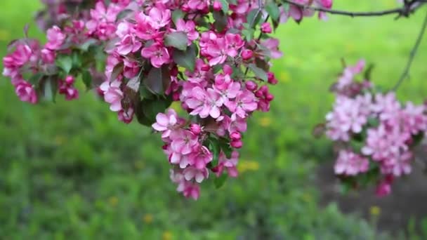 Яскраво Рожева Розквітла Яблуня Цвіте Міському Парку Навесні Вибраний Фокус — стокове відео